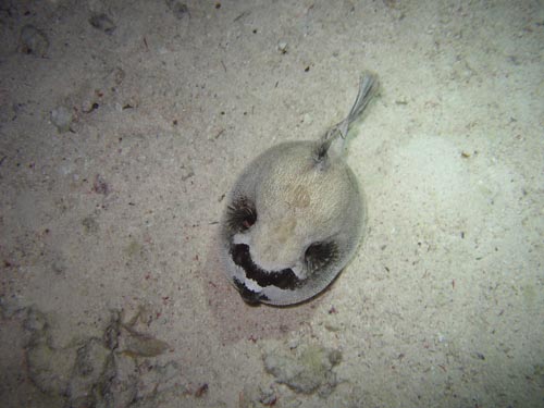 masked puffer fish (puffed).jpg